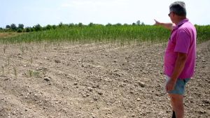 Siccità a Padova, danni all’agricoltura oltre 50 milioni: «È una nuova normalità»