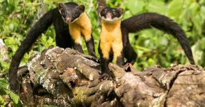 Fewer Than 1,000 Left: Meet the Elusive Nilgiri Marten of the Western Ghats