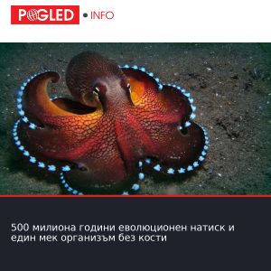 500 милиона години еволюционен натиск и един мек организъм без кости