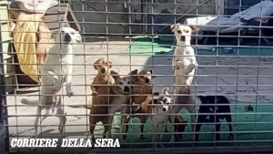 Giornata mondiale del cane, poche le iniziative in Campania. A Napoli 100 cani a rischio sfratto