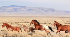 The Betrayal of the Wild West: Why the Slaughter of America’s Wild Horses Must End