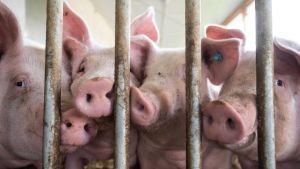 Brüssel beanstandet deutsche Pläne für Tierhaltungslogo