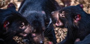 Iconic Australian mammals could be at real risk from bird flu. Could we protect them using vaccines in baits?