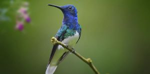 From Australia to the Andes, we’re discovering new biodiversity hotspots worldwide