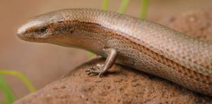 Australia’s lizards and snakes are in far more trouble than we thought. It’s time to act