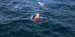 Videos capture humpback whales stopping to snack as they migrate along Australia’s coast
