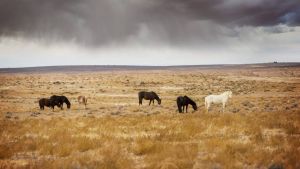 «C’est une trahison du peuple américain»: des mustangs protégés sont vendus par le gouvernement et finissent à l’abattoir