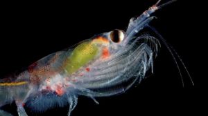 Krill antártico, industria y ballenas