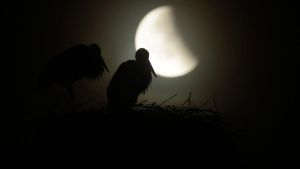 Partielle Mondfinsternis: Klarer Himmel und Wecker nötig