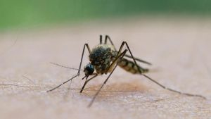 West-Nil-Virus in Griechenland: Zahl der Infektionen steigt