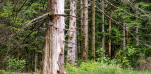 Pourquoi il faut en finir avec le mythe de la forêt salvatrice