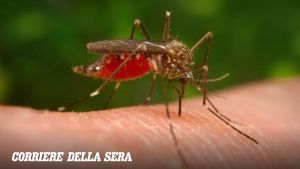 West Nile, un altro caso grave dalla provincia di Caserta: uomo ricoverato in rianimazione al Cotugno