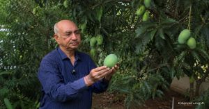 At 64, Retd Commissioner Turned His Delhi Home Into a Garden of Mangoes, Pineapples & More