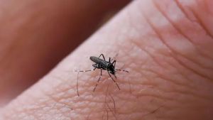 West Nile, in Veneto aumenta la circolazione del virus: tasso di positività al 4 per cento