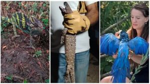 Pappagalli sul Sile, camaleonti al parco e lucertole velenose: il Veneto degli animali fuori posto