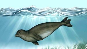 Catalunya iniciará en 2027 el proceso para reintroducir la foca monje