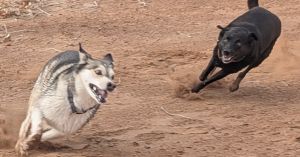 Why Positive Psychology Is Essential for a Dog to Thrive