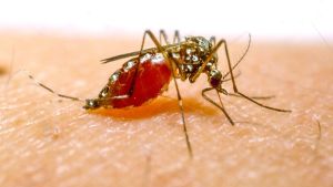 Malaria-Todesfälle am Flughafen Frankfurt: Wie groß ist die Gefahr an Flughäfen?