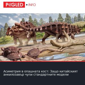 Асиметрия в опашната кост: Защо китайският анкилозавър чупи стандартните модели