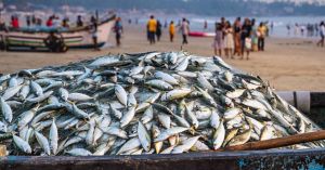 The Fascinating Science of How India’s Fish Survive in Freshwater and the Sea