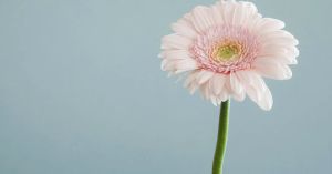Finding the “Bliss of Blamelessness”