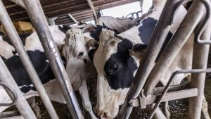 Detectado en Tineo el primer foco de lengua azul de este año en Asturias: hay dos animales afectados