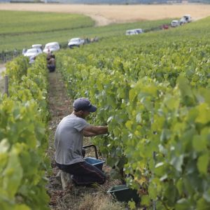 « Vendanges de la honte » : en Champagne, l’esclavage moderne menace toujours les saisonniers étrangers