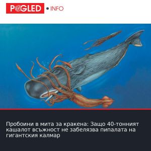 Пробоини в мита за кракена: Защо 40-тонният кашалот всъжност не забелязва пипалата на гигантския калмар