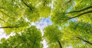 Toward a Better Environment for Our Brains