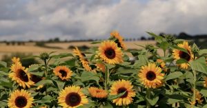 August Theory and Midlife Anxiety