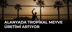 Alanyada Tropikal Meyve Üretimi Artıyor