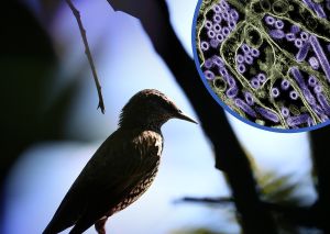 Australia’s bird flu response: Too little, but it’s not too late