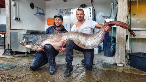 Sieben Geheimnisse über den größten Fisch des Bodensees – was den Wels so besonders macht