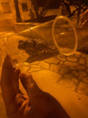 Espliego, que no faneca (y VIII)