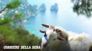 Capri, la disputa per le capre. Gli isolani: «teniamole con noi», il sindaco: «vanno mandate vie»