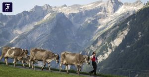 Würde Heidi zu Siegmund ziehen?