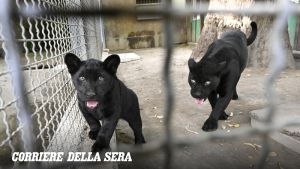 Zoo di Napoli, ecco Parthenope cucciolo di giaguaro nero. «Record di nascite per colpa del caldo»