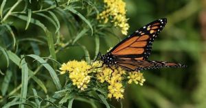 Goldenrod’s hidden world