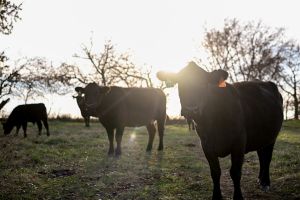 Trump Keeps Testing Rural America’s Loyalty