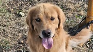 Una mattinata con Tank: al parco Moretti c’è Friuli Dog