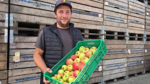 „Ich gebe nicht auf“: Bodensee-Apfelbauern starten in schwierige Erntesaison