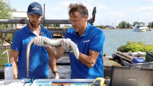 Project moet palingstand verbeteren. ‘Voor ons waterschap is de paling ecologisch van grote waarde’