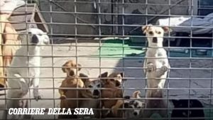 Canili a rischio chiusura, Comune avvia percorsi di regolarizzazione