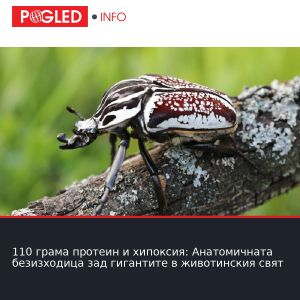 110 грама протеин и хипоксия: Анатомичната безизходица зад гигантите в животинския свят