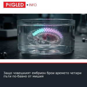 Защо човешкият ембрион брои времето четири пъти по-бавно от мишия
