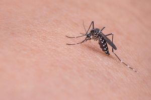 Laser-Powered Mosquito Killer Hits US Market as California Sees Five-Year High in West Nile Virus Cases