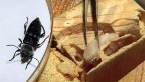 Holzwurm-Alarm im Pfullendorfer Bindhaus: Originelle Methode soll das Holz retten