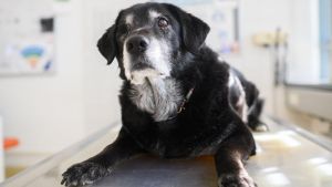 Senior-Hund adoptieren: Warum sich ein älterer Begleiter lohnen kann