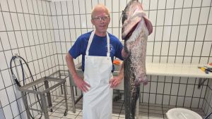 Er zieht 200 Kilo Wels im Monat aus dem Bodensee: So fängt ein Fischer den Riesenfisch