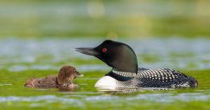 Local loon family finally beats the odds after two difficult years